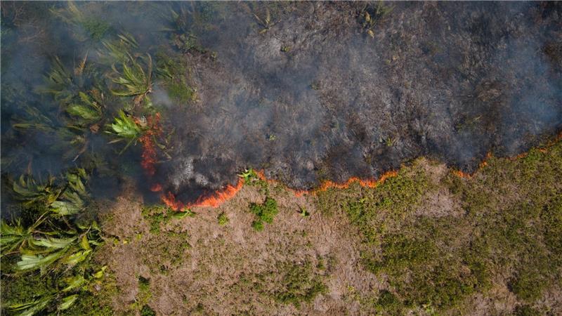 Bericht: Waldzerstörung geht immer schneller Flammen breiten sich in einem Amazonas-Gebiet aus. (Archivbild)