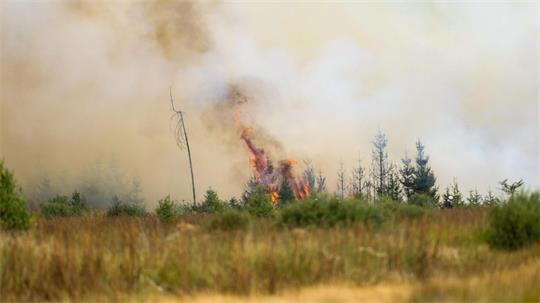 Flammen in der Hochmoor- und Sumpflandschaft Hohe Venn - es liegt unweit der deutschen Grenze.