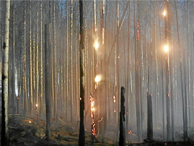 90 Feuerwehrleute kämpfen weiter gegen Waldbrand in Schierke Flammen lodern in der Nacht zum Freitag im Wald bei Schierke.
