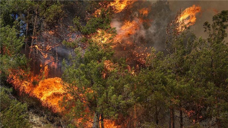 Bilder des Tages Flammen verschlingen Bäume während eines Waldbrandes in der Stadt Rabia in der syrischen Provinz Latakia.