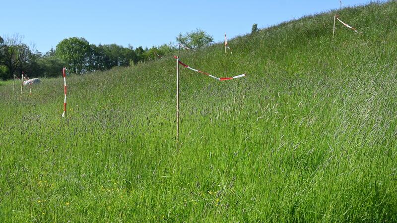 Flatterband soll verhindern, dass sich Wiesenbrüter auf dem Deich niederlassen und die Bauarbeiten stören.