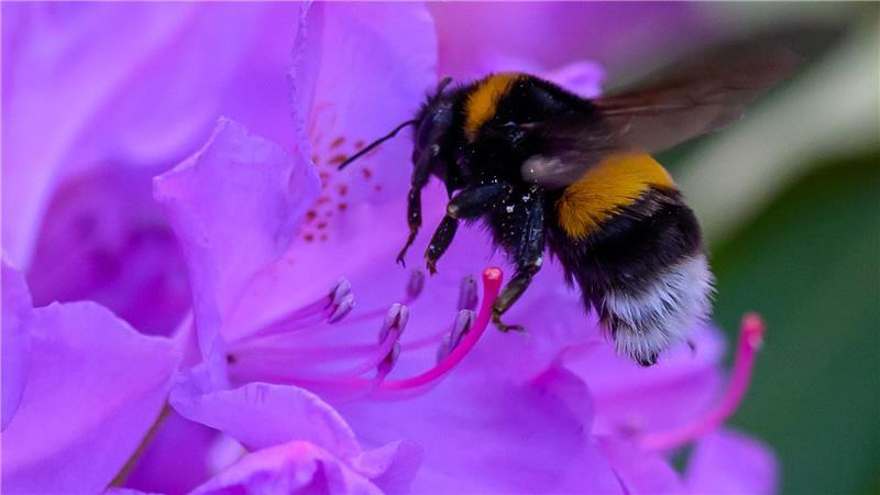 Fleißiges Nektarsammeln: Der Sommer geht weiter