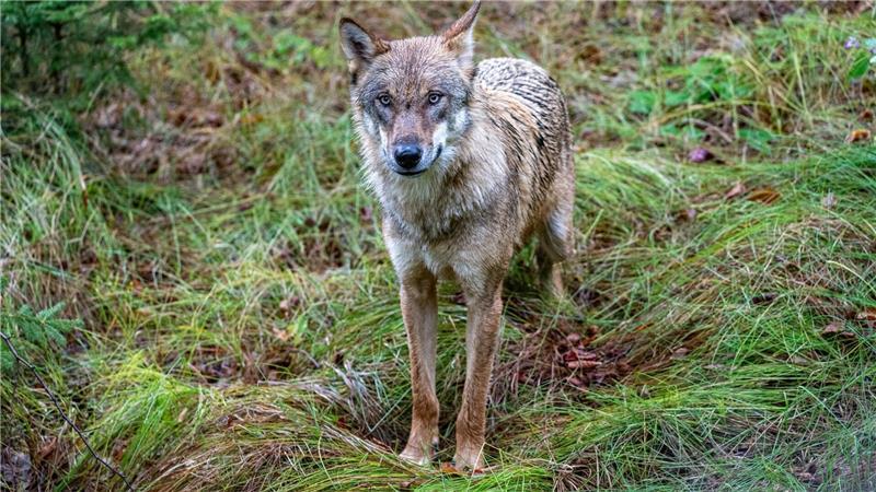 Flögelns Bürgermeister Claus Seebeck fordert nach einer Wolfsattacke in seinem Heimatort sofortige Maßnahmen gegen den Wolf (Symbolbild). Der Landkreis Cuxhaven soll handeln.