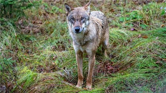Flögelns Bürgermeister Claus Seebeck fordert nach einer Wolfsattacke in seinem Heimatort sofortige Maßnahmen gegen den Wolf (Symbolbild). Der Landkreis Cuxhaven soll handeln.