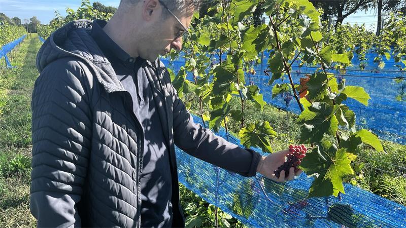 2400 Reben: Wie Freunde den Weinbau auf die Geest holen Florian Schubert betrachtet die Weinreben: Aus den Früchten soll bald schon ein Weißwein werden.