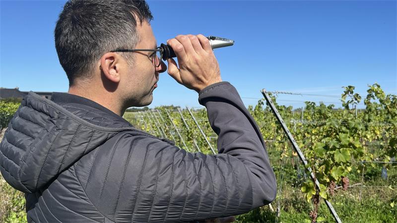 2400 Reben: Wie Freunde den Weinbau auf die Geest holen Florian Schubert testet den Zuckergehalt und damit den Reifegrad der Weintraube mittels Refraktometer.