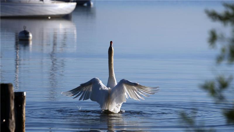 Flügelschlag in einen herrlichen Tag - ein Schwan im Ammersee.