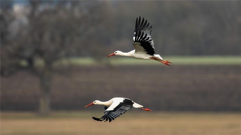 Flug in den Frühling.