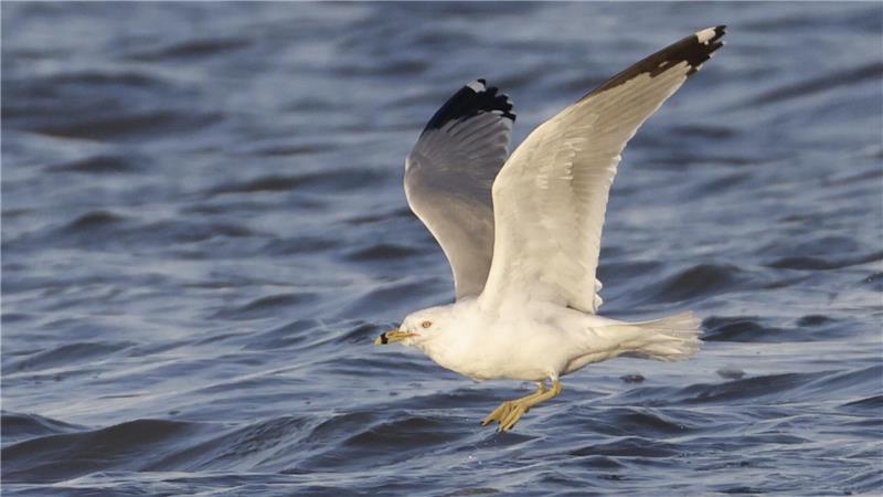 Flug über die Elbe: Der Vogelkundler Sören Rust fotografierte die nordamerikanische Ringschnabelmöwe am Bassenflether Strand.