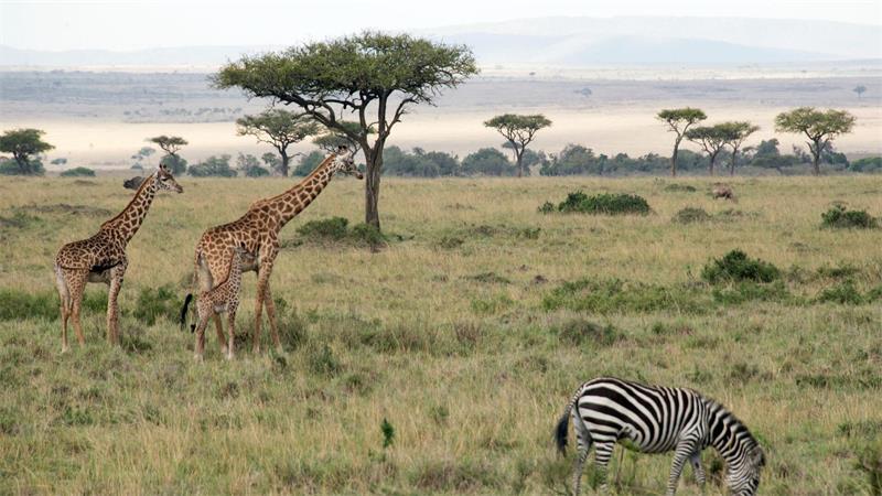 Flugzeuge und Zebras können sich im Nationalpark gefährlich nah kommen. 