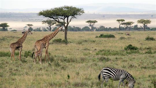 Flugzeuge und Zebras können sich im Nationalpark gefährlich nah kommen. 
