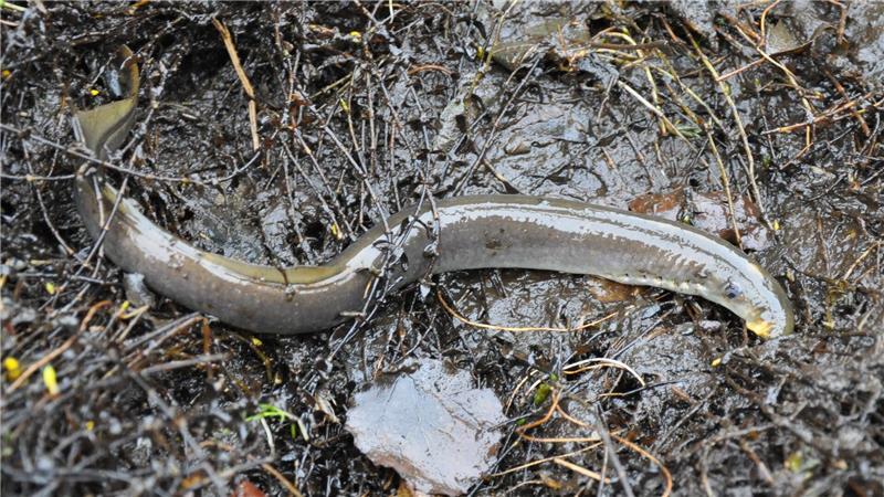 Aue leidet unter Verstopfung: Warum 6500 Kubikmeter Sand rausmüssen Flussneunauge aus der Aue.