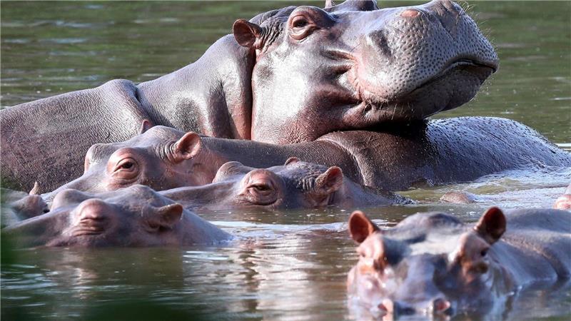 Flusspferde schwimmen im ehemaligen Privatanwesen des Drogenbarons Pablo Escobar. (Archivbild)