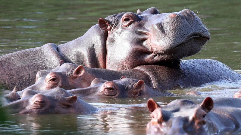 Escobars Erbe: Kolumbiens Kampf gegen die Nilpferde Flusspferde schwimmen in der Lagune im Hacienda Napoles Park - dem ehemaligen Privatanwesen des Drogenbarons Escobar, der vor Jahrzehnten drei weibliche und ein männliches Nilpferd importierte.