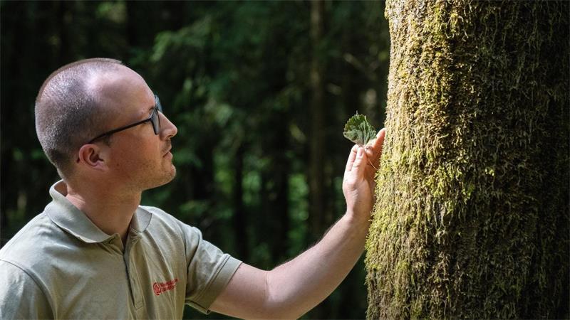 Dieser Baum bereitet den Boden für neuen Wald im Harz Förster Silas Tepper hat in seinem Revier vergleichsweise viele Zitterpappeln, die sein Vorgänger ihm hinterlassen hat.