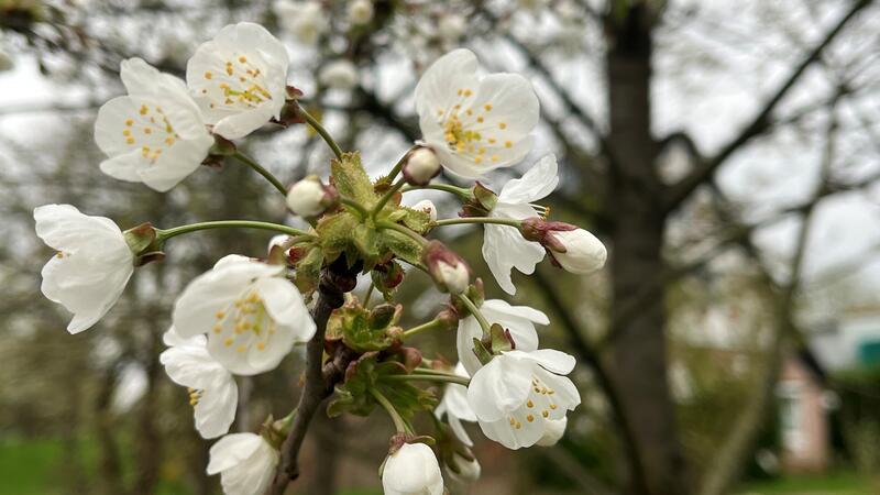 Folge des Klimawandels: Die ersten Kirschen im Alten Land blühen bereits.