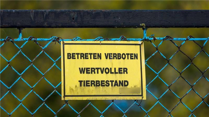 Vogelgrippe breitet sich rasant aus – 400.000 Tiere gekeult Forderungen nach einem bundesweiten Aufstallungsgebot werden lauter.