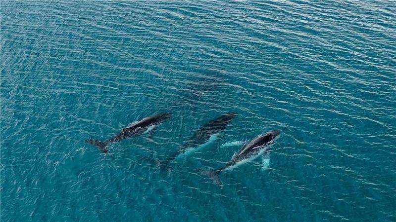 Forschende haben die Wanderung von Buckelwalen zwischen Gewässern östlich von Australien und Brasilien dokumentiert, bei denen Tiere mehr als 14.000 Kilometer zurücklegten.