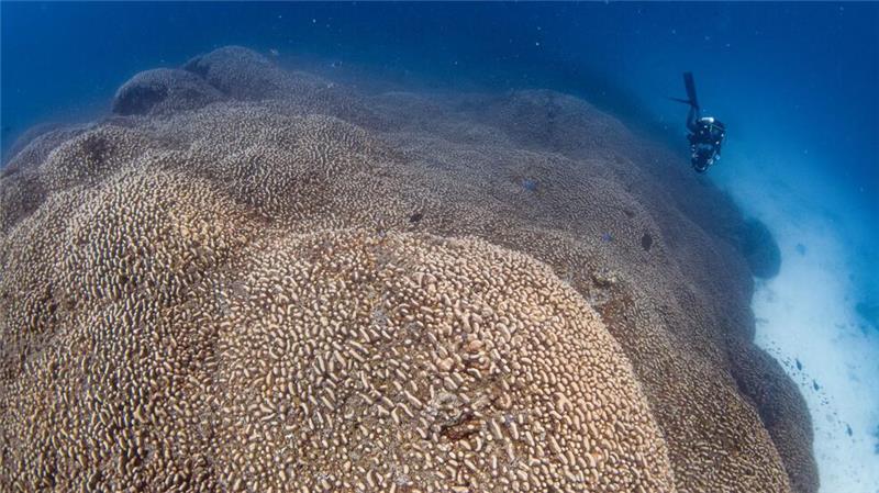 Forscher des Programms Pristine Seas von National Georgraphic haben nach eigenen Angaben eine Koralle entdeckt, die größer ist als alle bislang bekannten.