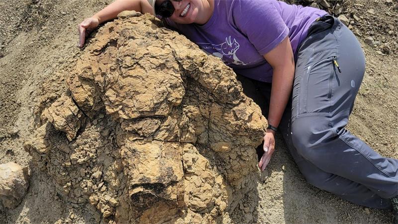 66,5 Millionen Jahre alte Spur eines T. rex entdeckt Forscher haben ihre Ergebnisse nun veröffentlicht. (Handout)