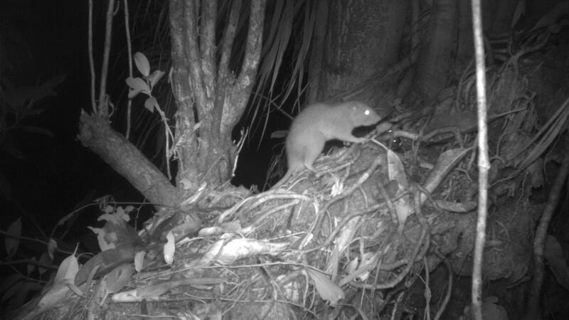 Forscher konnten erstmals eine der Riesenratten von Vangunu fotografieren.