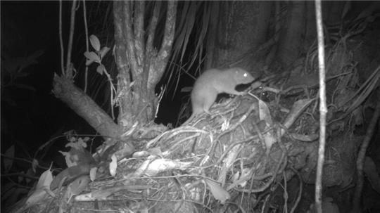 Forscher konnten erstmals eine der Riesenratten von Vangunu fotografieren.