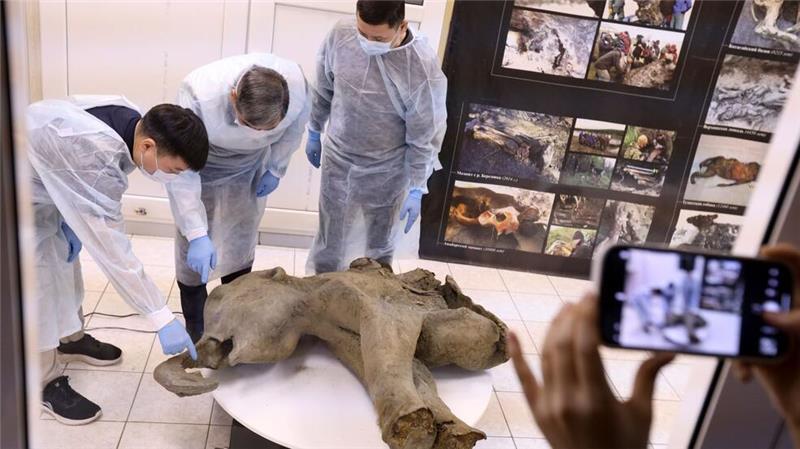 Gut erhaltenes Mammut-Baby in Russland entdeckt Forscher untersuchen die Überreste eines rund 50.000 Jahre alten Mammutbaby.