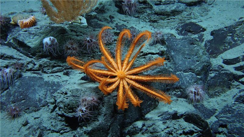 Blackbox Tiefsee: Wir kennen nicht einmal 0,001 Prozent Forscher warnen: Das Unwissen könnte zum Problem werden.