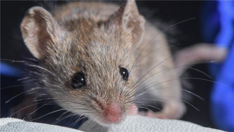 Was steckt in einem winzigen Würfel Mäusehirn? Forscher zeigen den bislang größten Schaltplan eines Gehirns. (Archvifoto)
