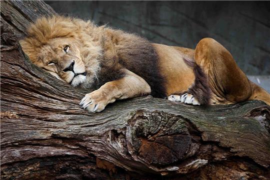 Foto: Christian Charisius/dpa