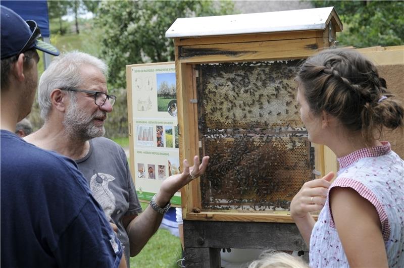 So leben Bienen am Kiekeberg Foto: Freilichtmuseum Kiekeberg