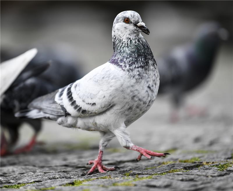 Warum die Hamburger Linken Haus- und Brieftauben besteuern wollen Foto: Kirsten Neumann/dpa-tmn