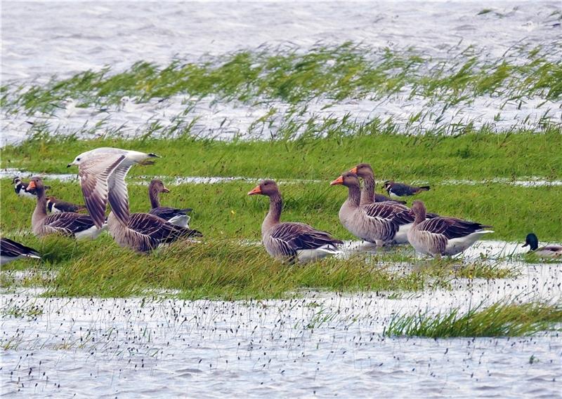 Endspurt: Noch fünf Tage Vogelarten zählen Foto: Landkreis Stade/Andreas Nees