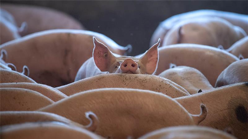 Foto: Sina Schuldt/dpa