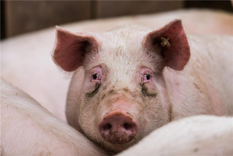 1130 Schweine in Großenwörden elendig verendet Foto: picture alliance / Andreas Arnold/dpa