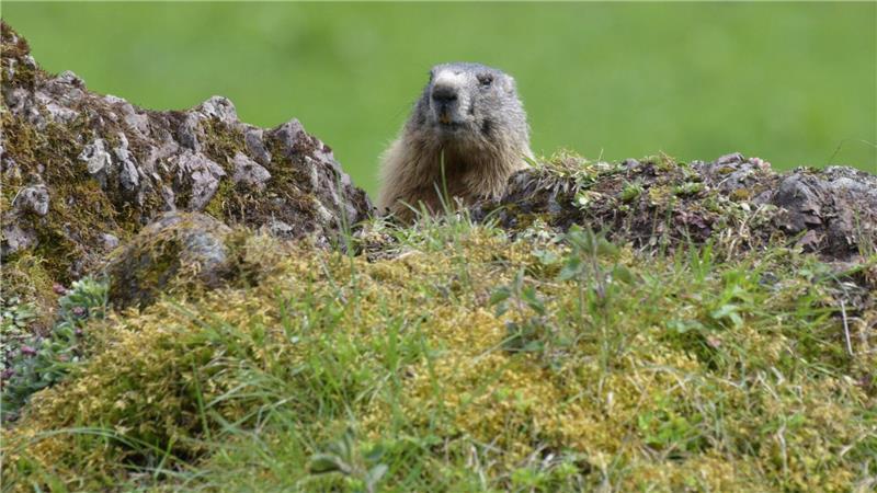 Natur im Fokus - Wenn Fotos Tiere stören Fotos von Tieren und Pflanzen tragen auch zur Wertschätzung der Natur bei. (Archivbild)