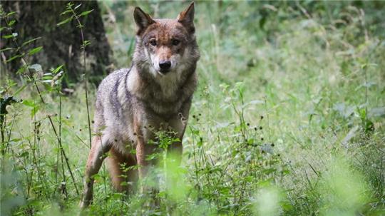 Fragen zur Rückkehr des Wolfs in der Region werden in der Podiumsdiskussion erörtert - auf dem Symbolfoto ist ein ausgewachsener weiblicher Wolf zu sehen.