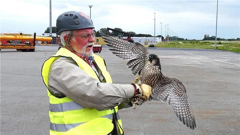 Falke wird zum Bruchpilot: Jungtier nach Absturz in Braker Hafen gerettet Franz-Otto Müller entlässt den jungen Wanderfalken im Braker Hafen wieder in die Freiheit.