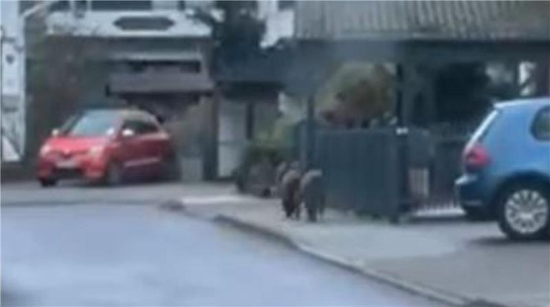 Franziska Cordes liefen diese Wildschweine in Jork über den Weg.