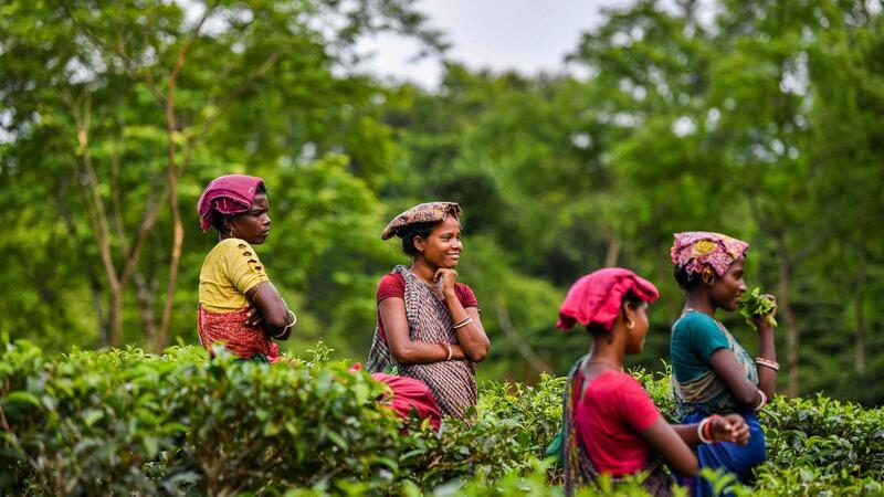 Deutscher Teeverband sorgt sich um Kleinbauern Frauen pflücken Teeblätter in einem Teegarten in Sylhet.