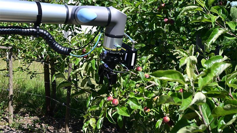 Fraunhofer-Roboter Oskar bei der Ausdünnung.