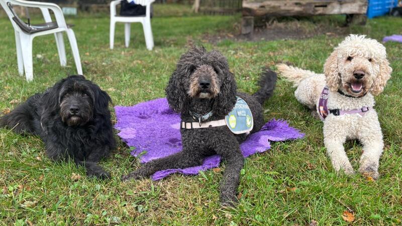 Helfer auf vier Pfoten: Wie Fred zum Assistenzhund ausgebildet wird Fred (links) und Winnie (rechts) sind noch in der Ausbildung zum PSB-Assistenzhund. Gennaro hat seine Prüfung schon bestanden.