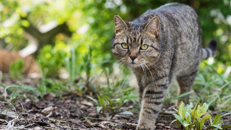 Freigängerkatzen müssen künftig in ganz Niedersachsen kastriert und gekennzeichnet sein. Das hat der Landtag beschlossen. Doch die Umsetzung der Verordnung lässt auf sich warten.