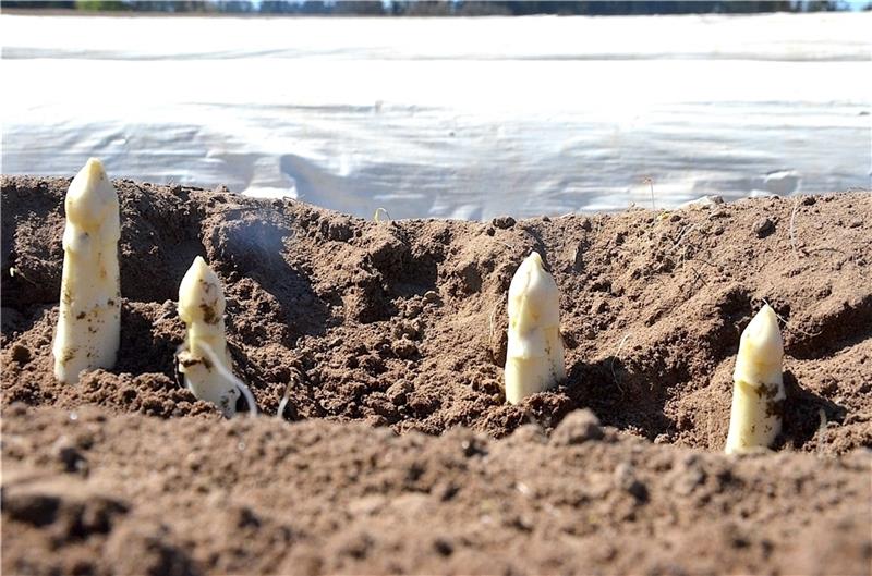 Freigelegte Spargelspitzen auf dem Feld bei Bliedersdorf: Der Spargel will fachgerecht geerntet werden. 1,4 Tonnen Ernte kommen täglich unsortiert und ungewaschen auf den Hof des Direktvermarkters. Fotos: Fehlbus