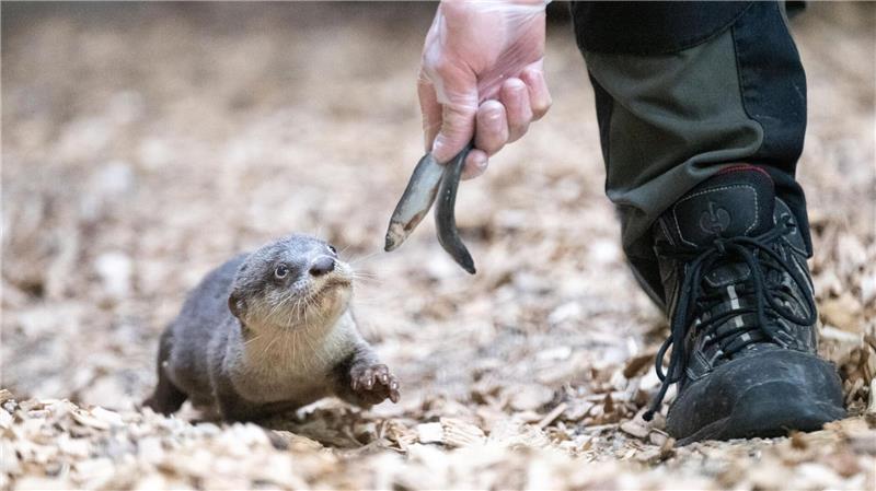 Freitags gibt es Fisch: Fütterung von Jungotter