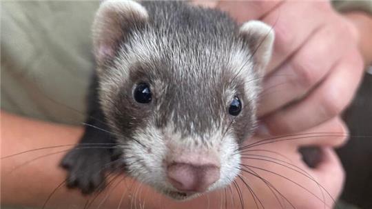 Frettchen wie Eddi sind putzmuntere Tiere. Sie kommen in der Zooschule im Wingster Waldzoo zum Einsatz.