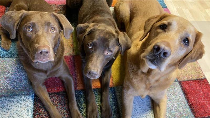 Frieda, Bonni, Gonzo.