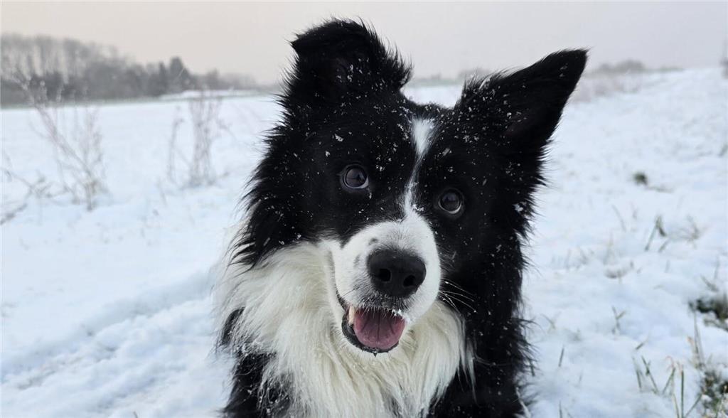 Friederike Pohndorf schickt uns ihren "Snickers" im Schnee. 