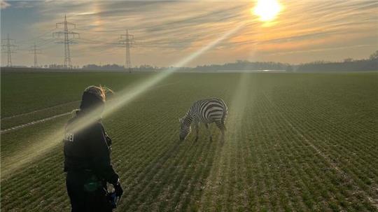 Friedlich grast das Zebra auf einem Feld in Ober-Erlenbach (Hochtaunuskreis).