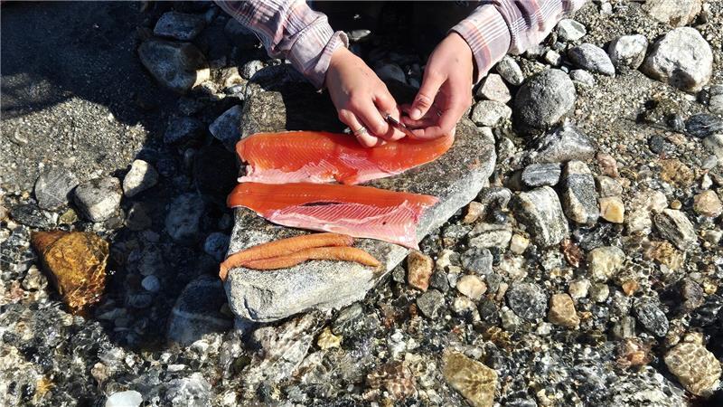 Frisch aus dem Fjord: Der Eismeersaibling wird direkt vor Ort in der Natur ausgenommen und filetiert.